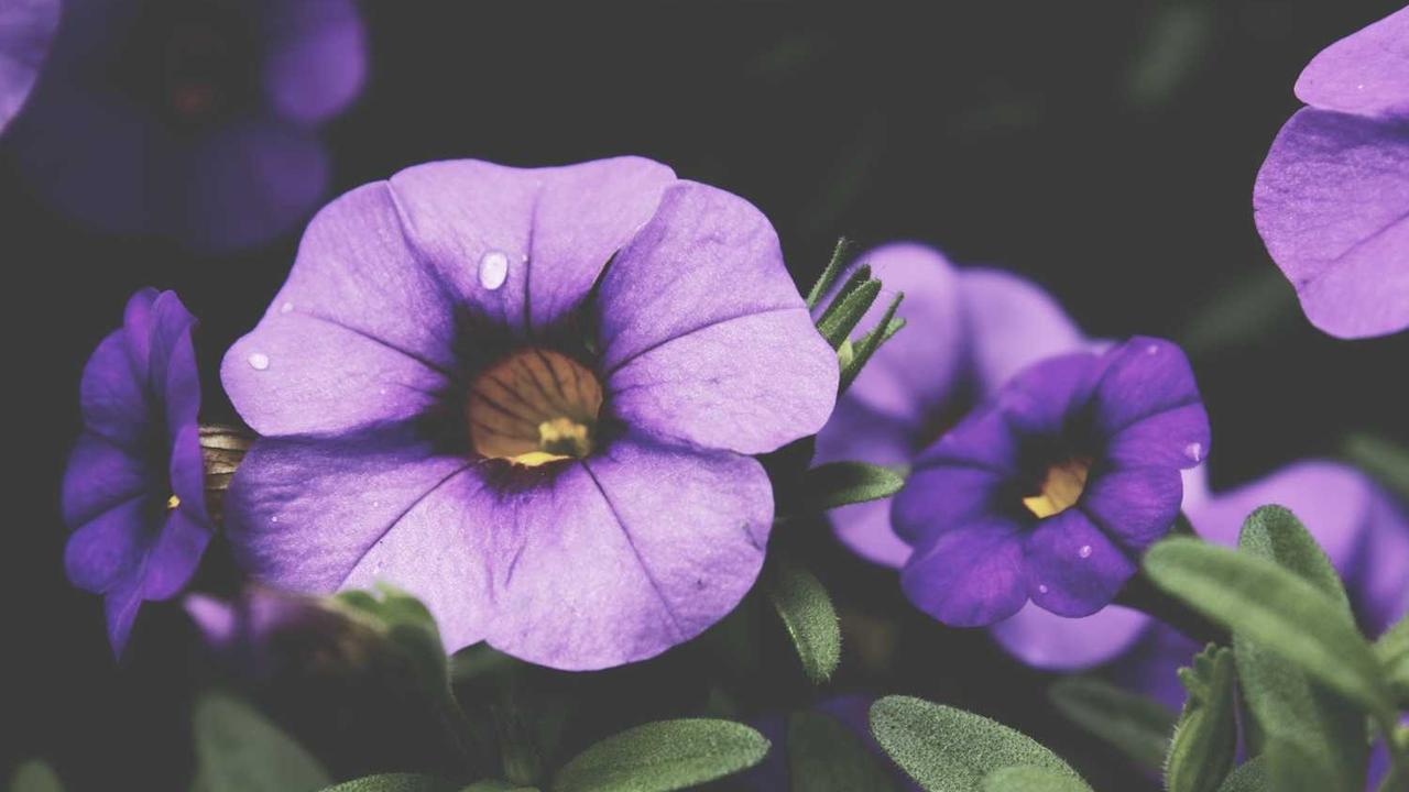 레인 키핀의 LSU행, 대학미식축구계 당혹스러운 새 흐름