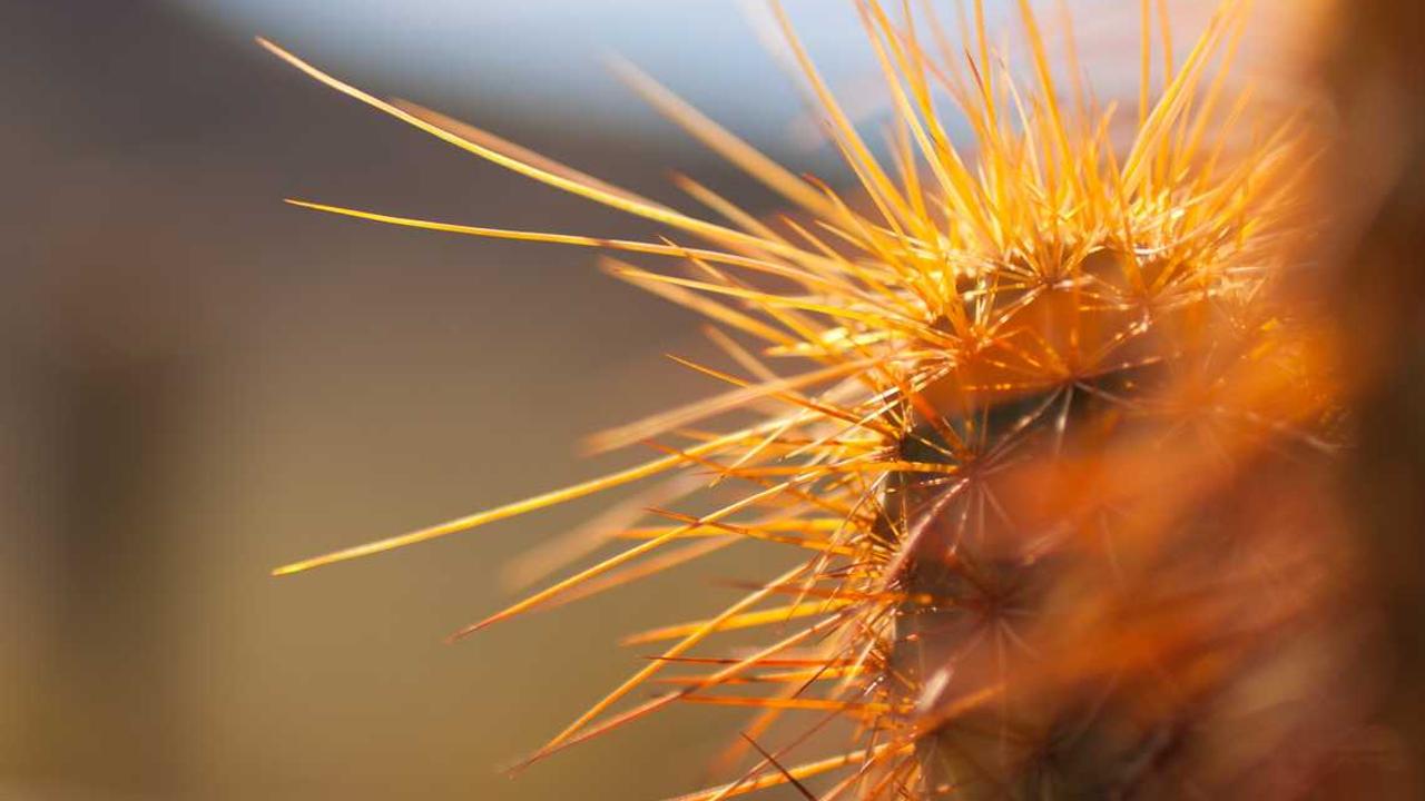 시리아 반군 샤라의 전략 변화와 미 백악관 영향력 확대 1년 분석 관련 대표 이미지