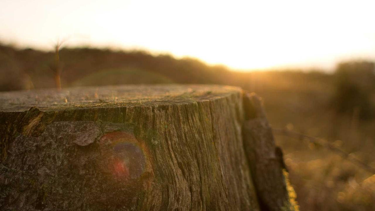 ‘주토피아 2’, 3주 연속 박스오피스 1위 신화 이어가다 관련 대표 이미지