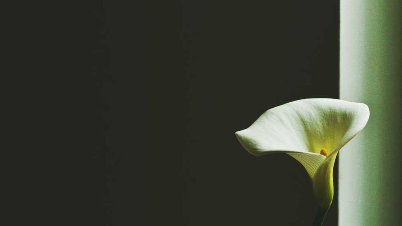 오하이오 상점 절도 용의자, 총기 꺼내 경찰 겨누려다 체포 관련 대표 이미지